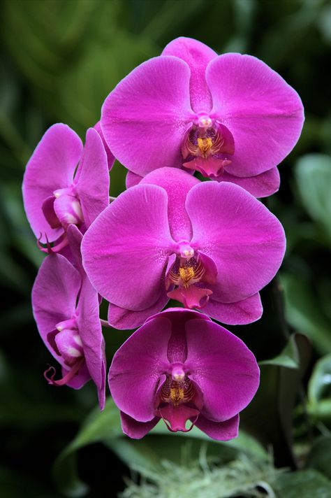 Orchids Bouquet, Garden Orchids, Orchid Photography, Orchid Purple, Image 3d, Unusual Flowers, Orchid Care, Phalaenopsis Orchid, Purple Orchids