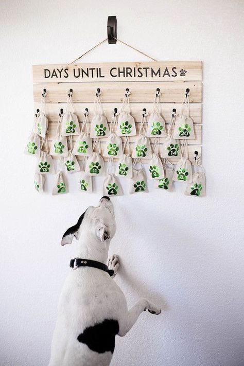 Diy Pet Stuff, Dog Diy Crafts, Dog Diy Projects, Diy Dog Gifts, Dog Advent Calendar, Dog Gift Basket, Dog Gift Box, Dog Diy, Simple Christmas Decor