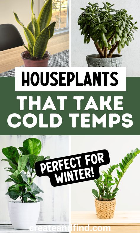 Houseplants that can survive the cold for a winter garden. Indoor Plants For Cold Rooms, Cold Tolerant House Plants, Fall Indoor Plants, Cold Weather Plants For Pots, Winter House Plants, Winter Plants Indoor, Plants That Survive Winter, Plants For Cold Rooms, Winter Plants Outdoor Cold Weather