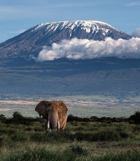 Amboseli National Park Kenya 🇰🇪 Photo by @thejunglechic Kilimanjaro Tanzania, Mount Kilimanjaro, Save The Elephants, Safari Park, Elephant Love, Kruger National Park, African Wildlife, African Elephant, African Safari