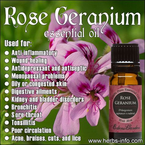 Rose Geranium Essential Oil Blends, Rose Geranium Essential Oil Benefits, Essential Oils Uses Chart, Oils Benefits, Oregano Essential Oil, Rose Geranium Essential Oil, List Of Essential Oils, Homemade Cosmetics, Diffuser Oil