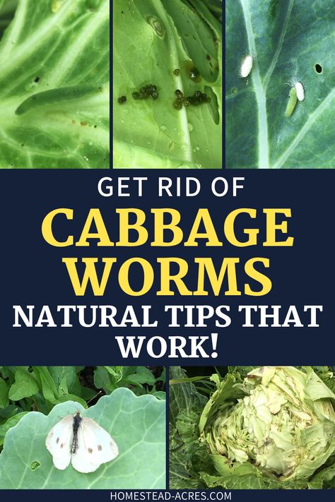 Learn easy ways to stop cabbage worms from destroying your growing cabbage, broccoli, and kale plants. Use natural sprays and organic methods to control damage. Keep your garden healthy and cabbage worm free so you can enjoy great cabbage harvests from your vegetable garden.. Cabbage Plants Gardening, How To Grow Cabbage, Grow Cabbage, Winter Flowers Garden, Harvesting Kale, Growing Cabbage, Cabbage Broccoli, Kale Plant, Types Of Cabbage