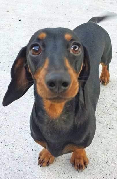 If you love dachshund, visit our blog to find the best products and accessories for hounds and #doglovers. #dachshundcentral #dachshund #cute #sausagedog #doxie 📸 credits: unknown Dashond Dachshund, Dachshund Facts, Dachshund Colors, Black And Tan Dachshund, Black Dachshund, Psy I Szczenięta, Dapple Dachshund, Long Haired Dachshund, Funny Dachshund