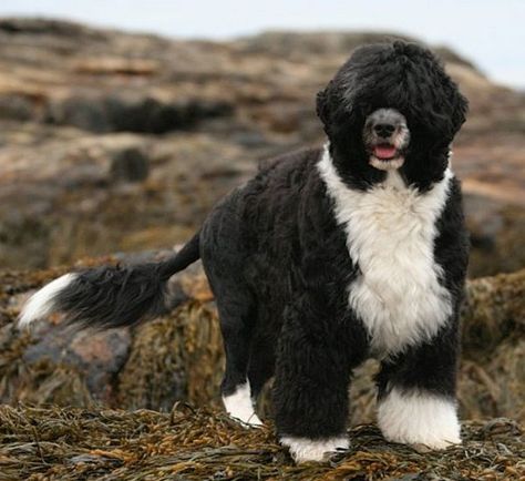 Portuguese Water Dog named Dobby on large rocks. Portugal Water Dog, Portugese Water Dogs, Top 10 Facts, Every Dog Breed, Akc Breeds, All Breeds Of Dogs, Big Puppies, Most Beautiful Dogs, Portuguese Water Dog