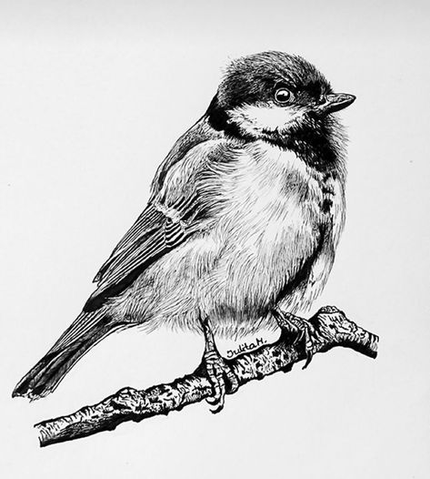 Chickadee Tattoo Design, Chickadee Drawing, Chickadee Tattoo, Tattoo Design, Card Ideas, Tattoo Designs, Pen, Drawings, Design