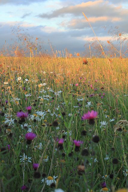 eyes toward the sky, arms out, spinning around....or, at my age, just lying down and inhaling deeply Meadow Garden, Flower Borders, Nature People, Wild Flower Meadow, People Pictures, Wildflower Garden, Wild Nature, Flower Border, The Meadows