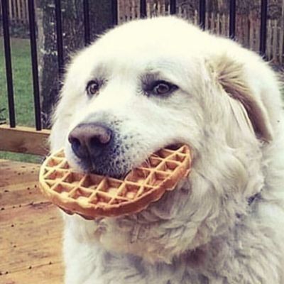 Good doggos on Twitter: "Look at this big boofer!… " Inappropriate Jokes, Time Lords, Dog Eating, Adorable Pets, Indie Artist, Knock Knock, Meet You, Waffles, Feel Free