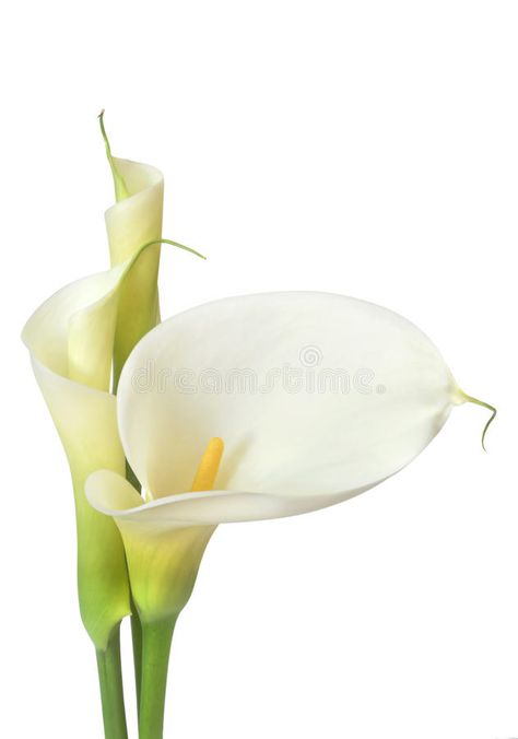 White Calla Lilies. Isolated on white. Buds and full-bloom, in soft focus , #spon, #Isolated, #white, #Lilies, #White, #Calla #ad Calla Lily Art, Lily Images, Lily Pictures, White Calla Lilies, Calla Lily Bridal, Lily Art, Arum Lily, Calla Lily Flowers, Flower Logo Design