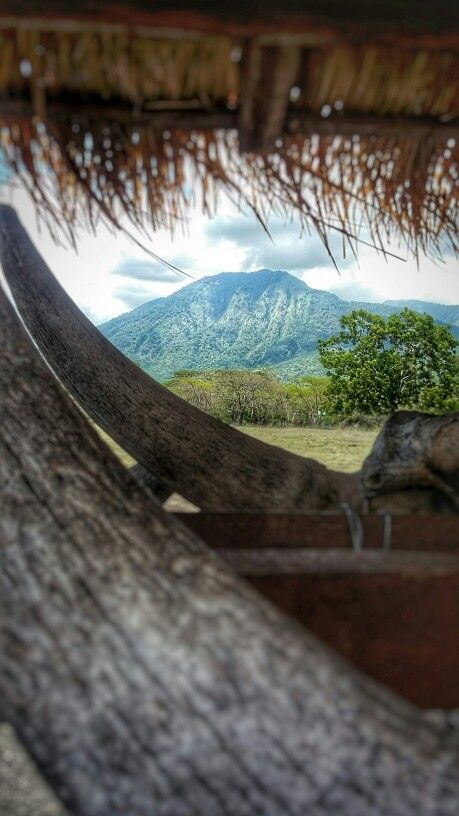 Baluran National Park, Situbondo, East Java, Indonesia Mangrove Forest, East Java, Java, National Park, National Parks, Places To Visit, Indonesia, Forest