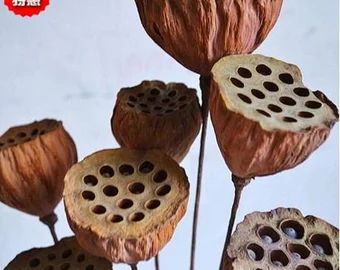 Seed Pods Art, Flowers Lotus, Poppy Pods, Lotus Pods, Growth And Decay, Wreath Garland, Trendy Flowers, Flower Backdrop, Seed Pods