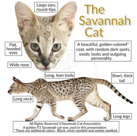 Savannah Cat For Sale, Serval Cat, Savannah Kitten, Savannah Cats, Asian Leopard Cat, Serval Cats, Cat Anatomy, F2 Savannah Cat, Cat Species