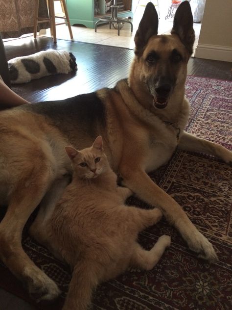 My fur babies. Baby Animals, Dog Cat, Dogs, Animals, Dog Bread, German Shepherd, Fur Babies, Cute Animals, Quick Saves