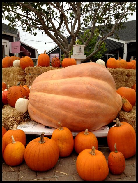 How To Grow A Giant Pumpkin, Giant Pumpkin Carving, Atlantic Giant Pumpkin, Huge Pumpkin, Giant Vegetable, Pumpkin Patch Farm, Big Pumpkin, Inktober 2023, Biggest Pumpkin