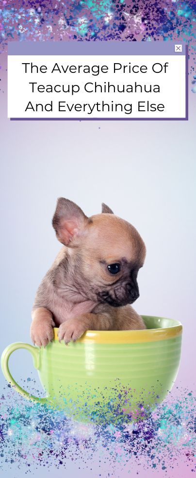 Toy Chihuahua Tea Cups, Tea Cup Chihuahua Puppies, Teacup Chihuahua Puppies For Sale Near Me, Tea Cup Puppies, Teacup Puppy Breeds, Tea Cup Chihuahua, Long Haired Chihuahua Puppies, Teacup Animals, Teacup Chihuahua For Sale