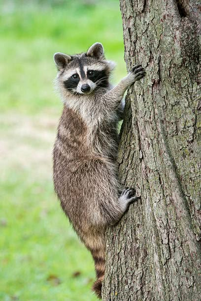 Forest Animal Photography, Racoon Reference, Racoon Photography, Raccoon Habitat, Raccoon Reference, Racoon Aesthetic, Raccoon Photography, Raccoon Standing, Raccoon Pics