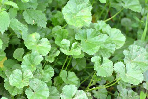 Exploring the Health Benefits of Common Mallow: A Nutritional Powerhouse Common Mallow, Rose Bush Care, Apple Tree From Seed, Malva Sylvestris, Apple Plant, Growing Rosemary, Foraging Recipes, Edible Wild Plants, Healing Foods