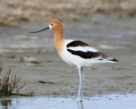 American Avocet, Shore Birds, Crows Ravens, Life List, Shorebirds, Crows, Ravens, Favorite Person, Beautiful Birds