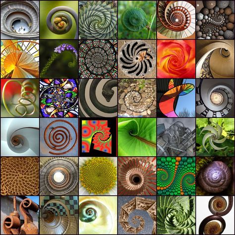 1. Spiral staircase, 2. Spiral, 3. Spiral Aloe, 4. Spiral, 5. Spiral, 6. Doyle… Fibonnaci Spiral Art, Fibonacci Spiral Nature, Fibonacci In Nature, Fractal Nature, Fibonacci Art, Spirals In Nature, Geometry In Nature, Golden Spiral, Fibonacci Sequence