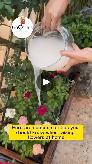 Homemade Fertilizer, Diy Jardin, Flowers At Home, Garden Hacks Diy, Grafting Plants, Garden Remedies, Plant Care Houseplant, Vegetable Garden Diy, Indoor Vegetable Gardening