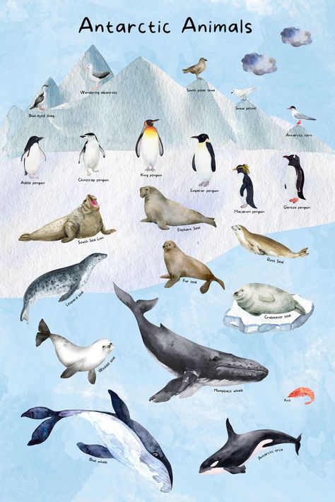 Animals In Antarctica, Antarctic Animals Free Printables, Antarctica Illustration, Antartica Animals, Antarctica Animals, Antarctica Penguins, Antarctica Activities, Children Playroom, Antarctic Animals