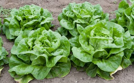 OSU Extension Services Talk Planting - The Corvallis Advocate Buttercrunch Lettuce, Cup Recipes, Types Of Lettuce, Gourmet Salad, Lettuce Seeds, Head Of Lettuce, Rainbow Carrots, Seed Saving, Cold Frame