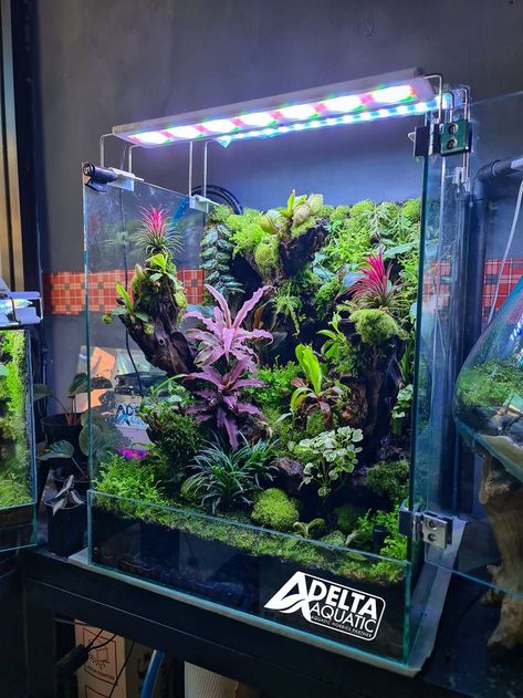 Vivarium Hardscape, Small Paludarium, Macroalgae Tank, Carnivorous Plants Terrarium, Vivarium Ideas, Closed Terrarium Plants, Tropical Terrariums, Small Water Gardens, Orchid Terrarium