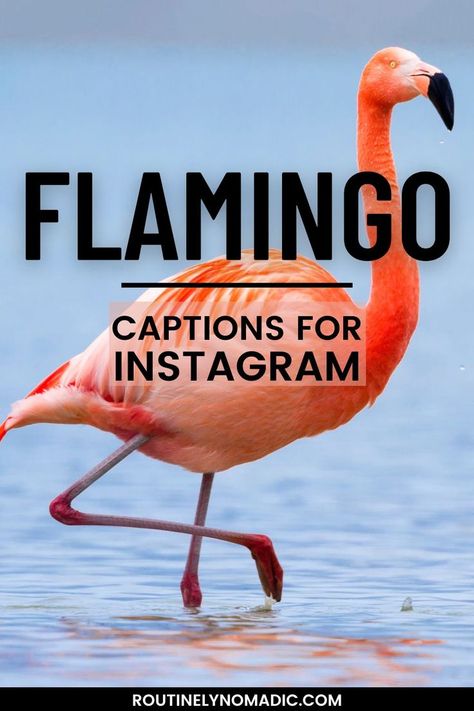 Bird in water with words Flamingo captions for Instagram Flamingo Quotes, Flamingos Quote, Summer Flamingo, Funny Flamingo, Ig Captions, New Beginning Quotes, Quotes For Instagram, Pink Quotes, Captions For Instagram