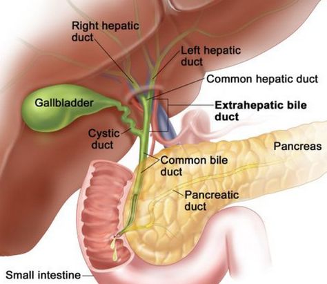 Biliary System Anatomy Digestive System Anatomy, Liver Anatomy, Gallbladder Surgery, Gall Bladder, Basic Anatomy And Physiology, Human Body Anatomy, Medical School Studying, Medical School Essentials, Human Anatomy And Physiology