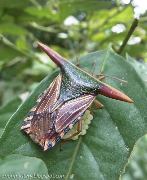 Pygoplatys lancifer | Flickr - Photo Sharing! Odd Creatures, Shield Bug, Weird Insects, Amazing Insects, Shield Bugs, Cool Insects, Strange Creatures, Beetle Insect, Cool Bugs