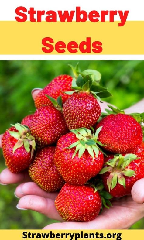 Strawberry Seeds How To Grow Strawberries From Seed, Ways To Grow Strawberries, When To Start Strawberry Seeds Indoors, Strawberry Seeds From Strawberries, Best Time To Plant Strawberries, Growing Strawberries Indoors, Growing Strawberries Vertically, Berry Board, Growing Vegetables From Seeds