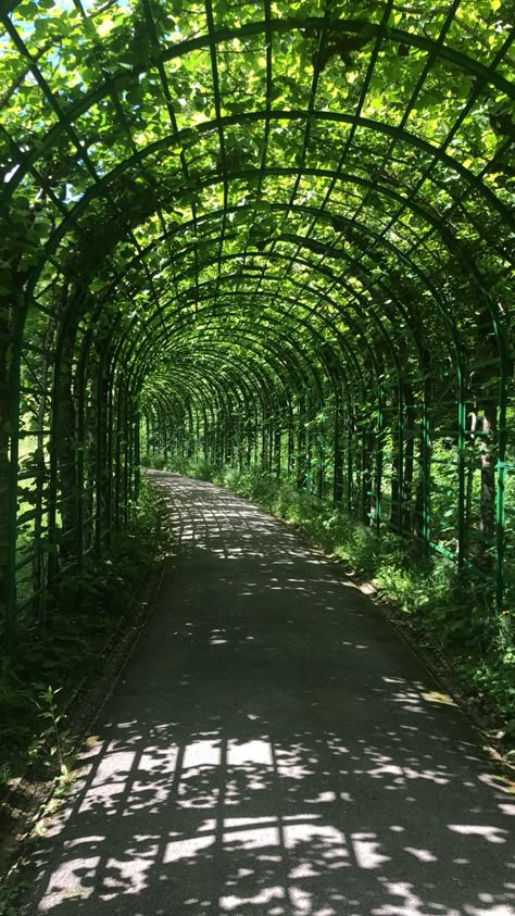 Green Trellis, Green Arch, Garden Corridor, Glass Tunnel, Living Archway Garden, Fern Ground Arch, Garden Arch Tunnel, Grape Vine Tunnel, Moon Portal Garden