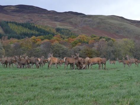 Deer Farming, Farm Date, Deer Farm, Second Date, Farm Day, Land Management, Red Deer, Tourism, Deer