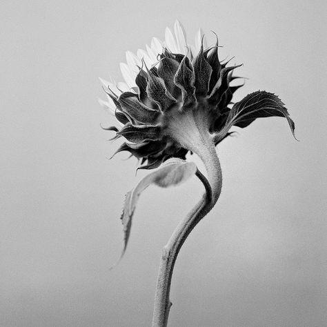 Sunflower Black And White, Tattoo Sunflower, Sunflower Photography, Stippling Art, White Sunflowers, White Artwork, Black And White Film, Black And White Pictures, Black And White Photographs