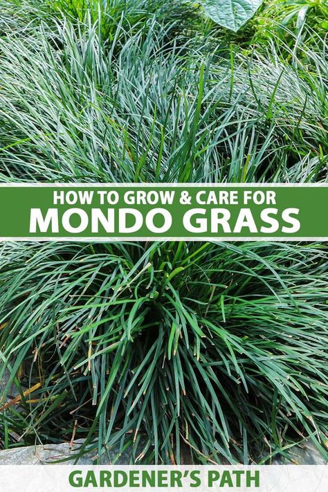 Darkly distinctive, mondo grass is a sod-forming perennial with graceful, arching foliage. Used in borders and containers or as ground cover, it’s low maintenance and highly versatile, and suitable for sun or shade gardens. Learn how to grow and care for mondo grass now on Gardener's Path. #mondograss #gardenerspath Mondo Grass Border, Monkey Grass Landscaping, Mondo Grass Ideas, Mondo Grass Landscaping, Backyard Hacks, Lily Turf, Monkey Grass, No Mow Grass, Homestead Gardening