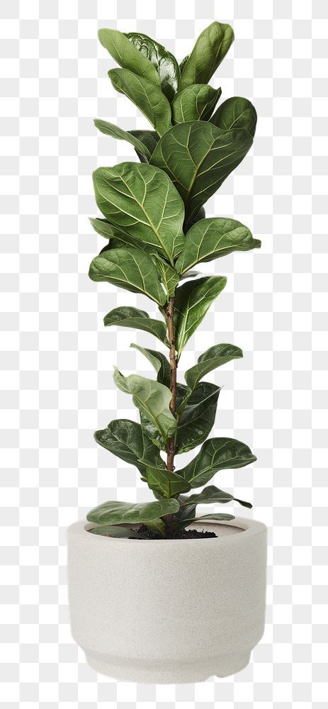 Fiddle Fig Plant, Plants On White Background, Tanaman Png, Fig Plant Indoor, Plant Transparent Background, Plants Photoshop, Fig Leaf Plant, Room Decor Png, Plants White Background