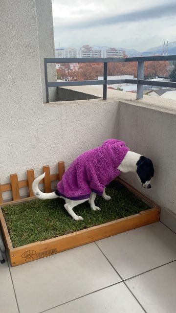 Balcony Pet Area, Balcony Ideas For Dogs, Balcony Dog Area, Dog Balcony Apartment, Balcony For Dogs, Portugal Apartment, Houses Cute, Indoor Dog Potty, Apartment Porch