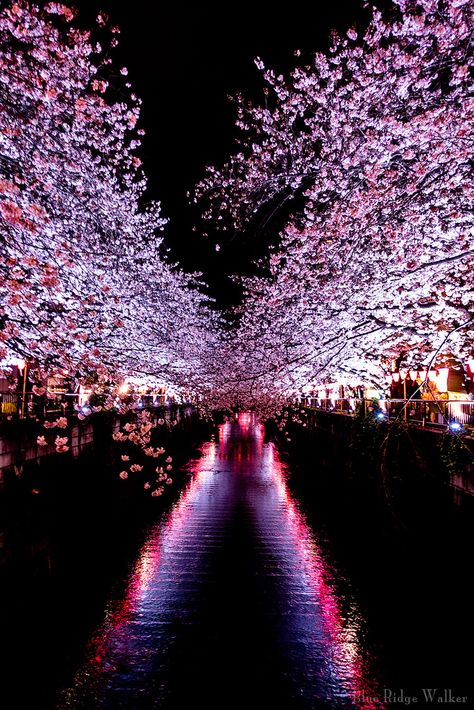 https://flic.kr/p/Tuypnc | Meguro gawa Cherry blossom festival | ＠Tokyo Japan Japan Cherry Blossom Festival, Phone Backround, Blossom Wallpaper, Japan Cherry Blossom, Cherry Blossom Wallpaper, Festival Aesthetic, Cherry Blossom Japan, Tokyo Night, Galaxy Wallpaper Iphone