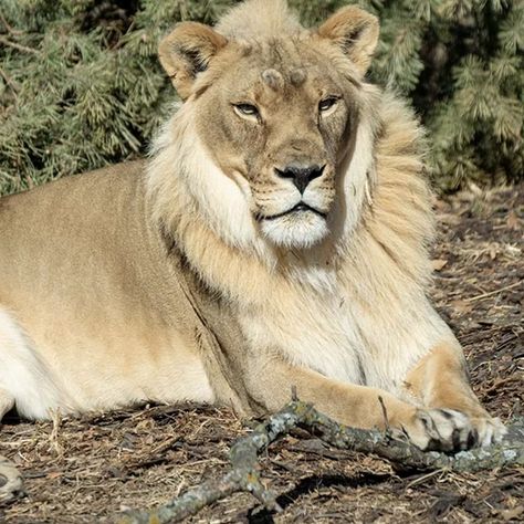 Lioness With Mane, Maned Lioness Oc, Maned Lioness, Animal Poses, House Lannister, Female Lion, Therapy Cat, Lions Photos, Animal Pins