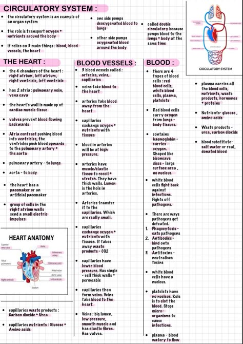 Aesthetic Human Anatomy, Biology Anatomy And Physiology, Human Anatomy Pose, Anatomy Art Sketches, Human Anatomy Art Reference, Circulatory System Notes Aesthetic, Body Fluids And Circulation Short Notes, Human Anatomy Aesthetic, Human Anatomy Art Sketches