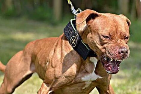 Pitbull Attacks, Dangerous Creatures, Dogs Running, Pit Dog, Dog Status, Bully Breeds Dogs, Dog Poses, Human Society, American Pitbull