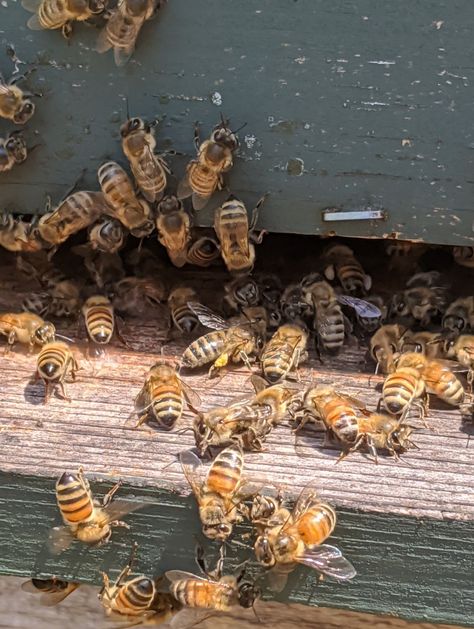 honey bees Bee Keeping Aesthetic, Honey Core, Selling Honey, Farm Goals, Farm Core, Honey Farm, Bee Photography, Honey Photography, Bee Farm