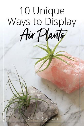 10 Unique Ways to Display Air Plants. Click to read these Tillandsia home decor ideas! | Dossier Blog #indoorplants #houseplants #houseplantclub #airplants #tillandsia #homedecorideas Air Plant Art, Air Plants Diy, Air Plant Garden, Plant Display Ideas, Air Plants Decor, Air Plants Care, Plant Crafts, Air Plant Display, Tillandsia Air Plant