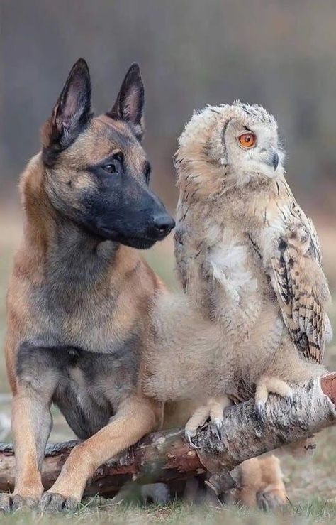 Unusual Animal Friends, Unlikely Animal Friends, Unlikely Friends, Malinois Dog, Animals Friendship, Unusual Animals, Animal Friends, Sweet Animals, Shepherd Dog