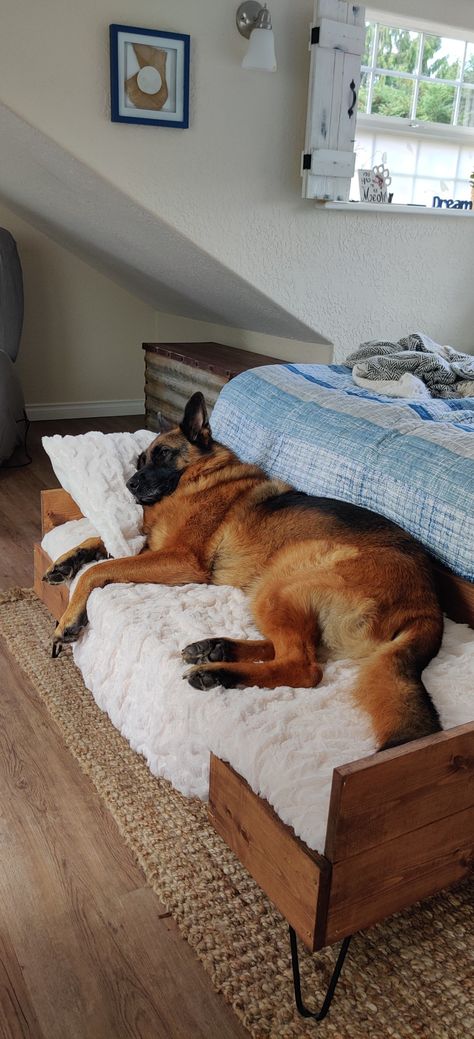 Dog bedroom decor