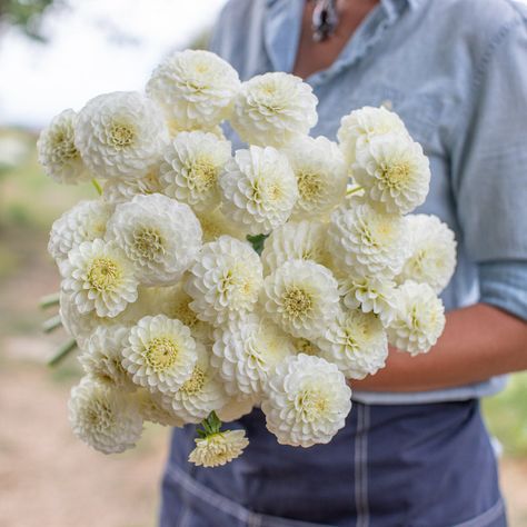 Dahlia White Aster Cream Dahlia, Dalia Flower, White Aster, Library Of Flowers, White Dahlia, Flower Varieties, Garden Life, Wedding 2025, Plant Spacing