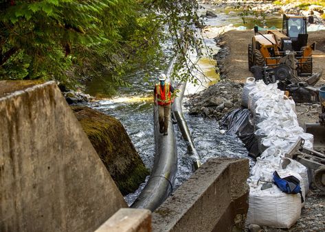 Another Washington dam removal — and 37 more miles of salmon habitat restored | The Seattle Times Salmon Habitat, Salmon Fishing In The Yemen Movie, Salmon Farming, Habitat Restore, Salmon River, Salmon Fishing In Alaska, Deep Forest, Puget Sound, Native American Tribes