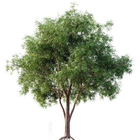 HQ Plants American Elm Tree American Elm Tree, Elm Tree, Street Trees, Material Library, Shade Trees, Mulch, Light Shades, Fertility, Soil