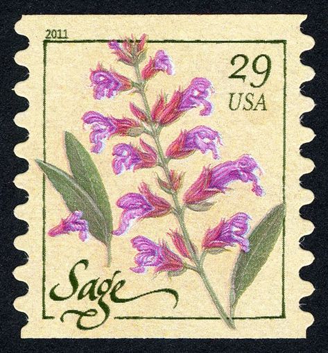 29c Herbs: Sage single | National Postal Museum Sage Flowers, Museum Plan, Sage Plant, Usa Stamps, Postage Stamp Design, Postage Stamp Art, Vintage Postage Stamps, Vintage Postage, Gcse Art