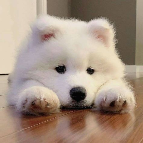 Pomsky Dog, Samoyed Puppy, Samoyed Dogs, Dog Icon, Very Cute Dogs, Fluffy Dogs, Cute Cats And Dogs, Little Dogs, Cute Little Animals