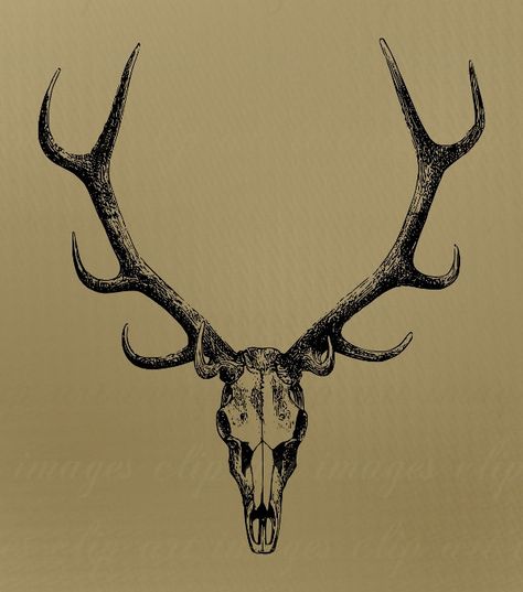 Skull Clip Art with antlers Royalty Free No by ImagesClipArt. , via Etsy. Stag Skull Drawing, Skull With Antlers Tattoo, Stag Skull Tattoo, Tattoo Deer Skull, Antlers Tattoo, Antler Drawing, Deer Skull Tattoo, Stag Skull, Skull With Antlers